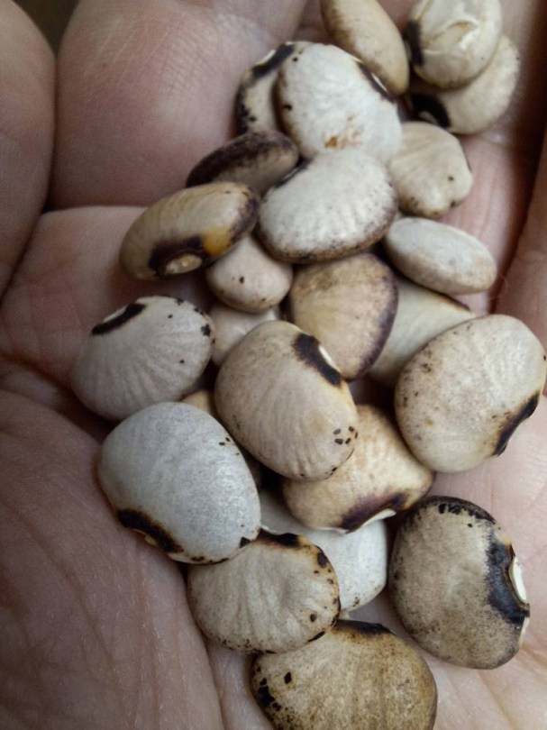 Bertha Lowe lima bab - futóbab, Phaseolus lunatus, hüvelyes
